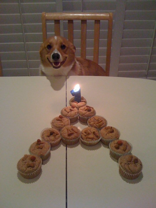 corgiaddict:  Andre’s 1st birthday. 