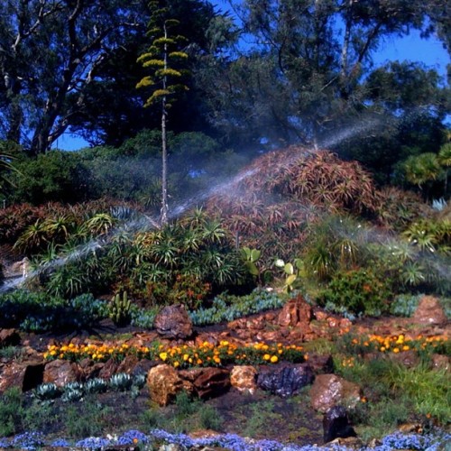 The Arizona Garden has two flowering Century Plants. (Taken with instagram)