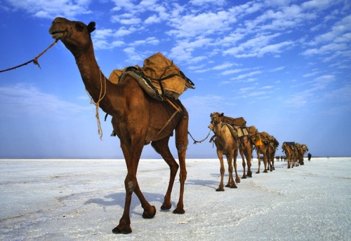 bohemiadesign:  desert-dreamer: afar. ethiopia. 