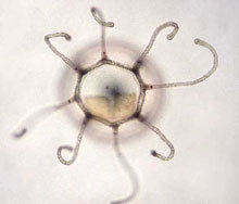 Immortal JellyfishTurritopsis nutricul, a jellyfish-like hydrazoan, is the only animal known to be p