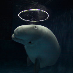 theanimalblog: Telegraph A Beluga whale has become a sensation at an aquarium after learning how to blow halo-shaped bubbles. The extraordinary sight was captured on camera by photographer Hiroya Minakuchi at the Shimane aquarium in Japan. He said: “This