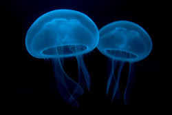 littlemedusas:  Cnidaria_5_Luc_Viatour (by