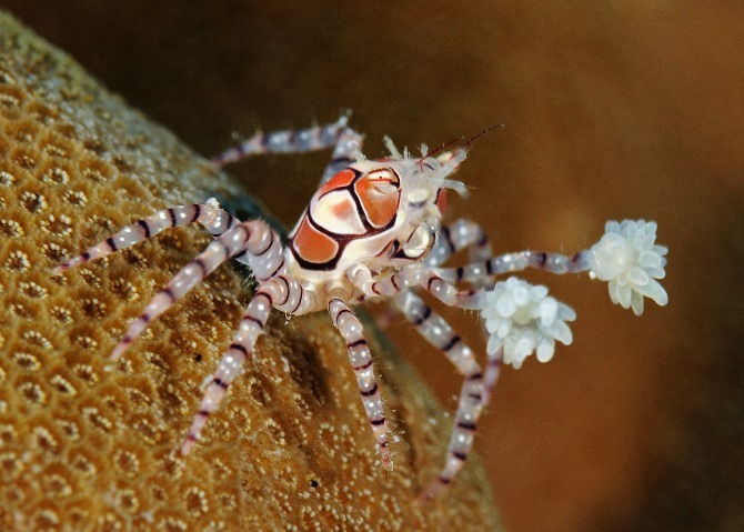 faunafabula:
“ Boxer Crab or Pom-pom Crab (Lybia tesselata)
“ They are notable for their mutualism with sea anemones, which grow on their claws for defense. In return, the anemones find new places to eat and mate. It rarely puts the anemones down and...