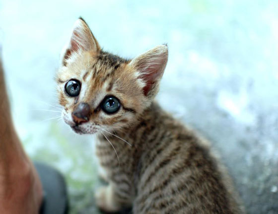 “Take me home with you? Please?”
Photo via Love Meow - for Ultimate Cat Lovers