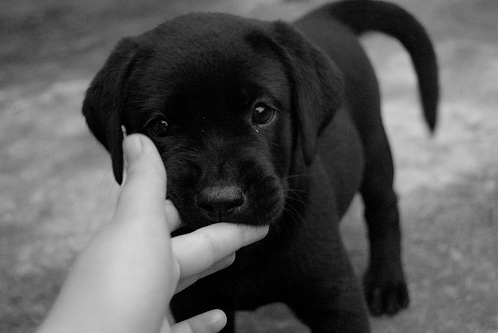 Devour.
