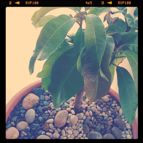 Tiny Kent mango tree is looking better and better. (Taken with instagram)