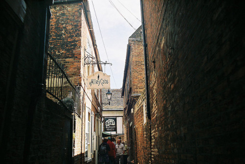 13tourists: alley cats by allforareason on Flickr.