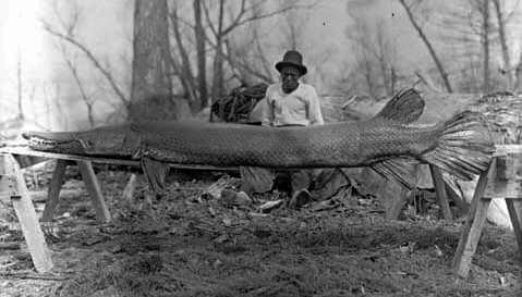 mudwerks:  (via TYWKIWDBI (“Tai-Wiki-Widbee”): Alligator gar) Alligator Gar (“Gator