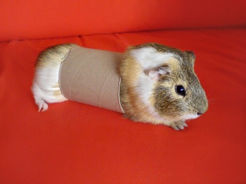 guineapiggies:(via Sorry, You’re Not Quite Right for the Roll — Cute Overload)