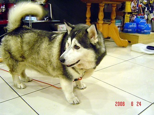 thefingerfuckingfemalefury:
“ mutantlexi:
“ cruisecontrolforcool:
“ bethanythemartian:
“ maxforfree:
“ CORGI HUSKY CORGI HUSKY CORGI HUSKY CORGI HUSKY
”
I gotta admit that I have to reblog this adorable beast every time I see it.
”
HIS TAIL HE’S SO...