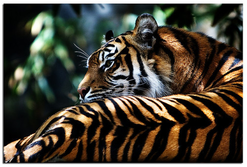 putidus:Sumatran Tiger by tomhide on Flickr.