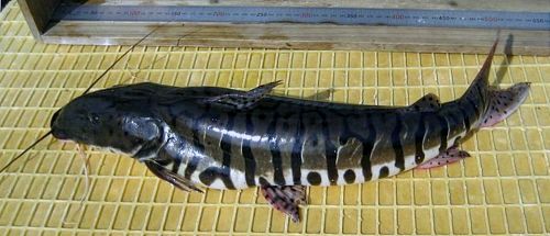 南米産ナマズ琵琶湖で確認 : 滋賀 : 地域 : YOMIURI ONLINE（読売新聞）南米原産のナマズの仲間「タイガーシャベルノーズ」