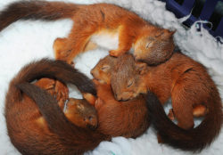  Four five-week-old red squirrel kittens cosy up in a blanket at the Sanctuary Wildlife Care centre in Morpeth, Northumberland, after they were tossed from the nest when the aftermath of Hurricane Katia struck Britain. Picture: Owen Humphreys/PA sleeping