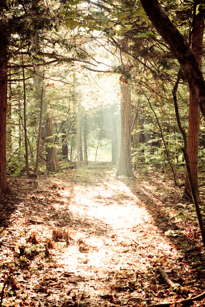 “I knew, of course, that trees and plants had roots, stems, bark, branches and foliage that reached up toward the light. But I was coming to realize that the real magician was light itself." - Edward Steichen