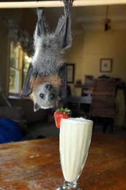 culkinator:  just a bat drinking a smoothie no big   He&rsquo;s so cute!!!!