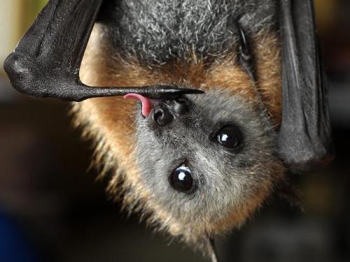 Why do people not like bats?! They are adorable!