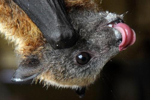 Why do people not like bats?! They are adorable!