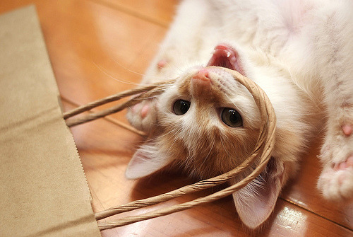 cuddlingcats:  cooke012 (by pipa pipa) 