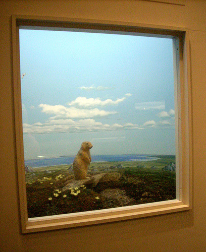 If you’ve got a window with a bad view that doesn’t get much sun, why not turn it into a diorama like this? A cute little prairie dog scene could brighten your day. From the Carnegie Mellon University Museum.