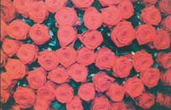 kingredzrose:  Red Roses… My Fav