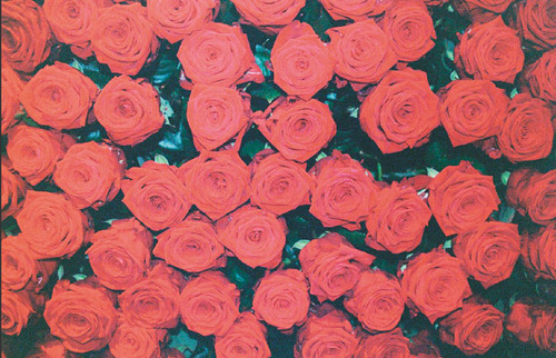 Sex kingredzrose:  Red Roses… My Fav pictures