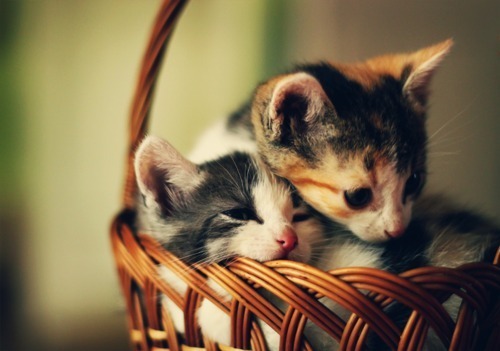 Sweet Escape