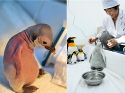 thedailywhat:  Adorable Animal Being Adorable of the Day: A featherless baby penguin was recently welcomed into the world at Laohutan Pole Aquarium in Dalian, China — though not by its parents, who abandoned the sickly chick to fend for itself. Happily,