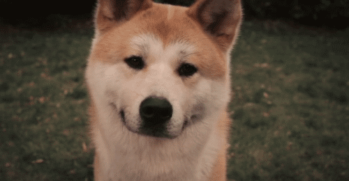  1 fato: Animais conhecem mais o significado da palavra lealdade do que as pessoas.