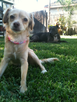 Fearandloathing420:  Sadie And Gia  &Amp;Lt;333333333333 I Love Your Dogs, Sooooo