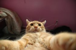   joy-couture:   Cat self pic keep or delete?!?! no make up 1! Just chillen wit my sweat pants on all natural like/comment xoxo LMAOOOOOO 