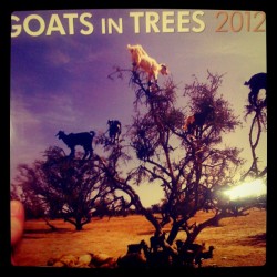 The official Goats in Trees 2012 calendar!  Who would&rsquo;ve thought? (Taken with instagram)