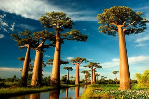 (via places / Baobab Avenue, Madagascar. Surreal.)