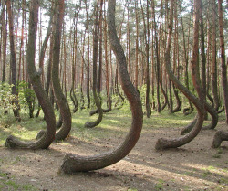 iamthealphabet:  zoomsalad:  carolidoodle:  slychedelic:  In a tiny corner of western Poland, a forest of about 400 pine trees grow with a 90 degree bend at the base of their trunks - all bent northward. Surrounded by a larger forest of straight growing