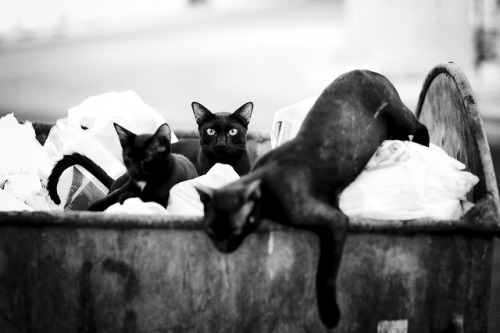 Three Black Cats by win_soegondo on Flickr.