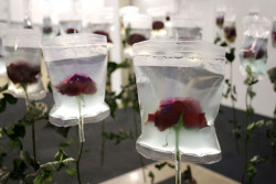 oxprettyhatemachinexo:  lafilleauverredeau:  The stalks of these flowers are already dried up, but their blossoms are preserved and kept fresh by the medical infusion bags. The life-span of every living creature is limited. The infusion bags stand for