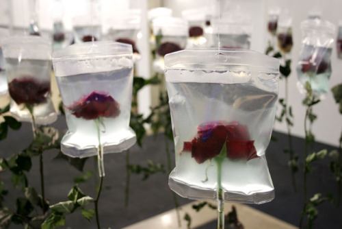 whenthewhiterabbitpeaks:   The stalks of these flowers are already dried up, but their blossoms are preserved and kept fresh by the medical infusion bags. The life-span of every living creature is limited. The infusion bags stand for the progress in medic