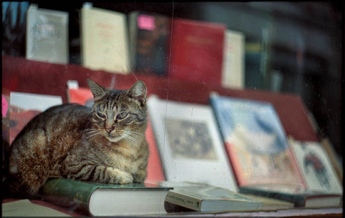 Bookstore Cat 1 by LANCEPHOTO on Flickr.