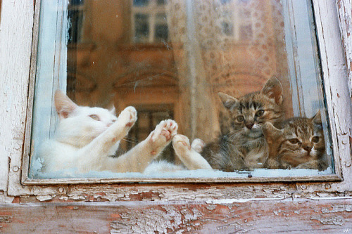 Cats in the Window by Valentine Kleyner on Flickr.