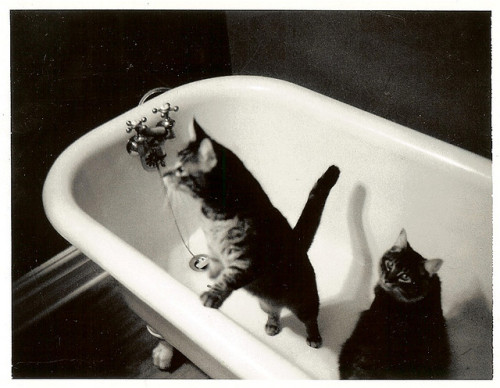 Peggy and Dizzy in the tub ~ Home ~ Summer 2006 by brettbigb on Flickr.