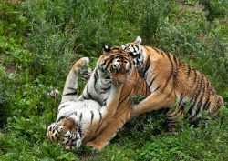 mydirtydesires:  tigersandcompany:  (by ol22br)  it’s a tiger fight but it looks like a tiger threesome so you know where my mind is LOL