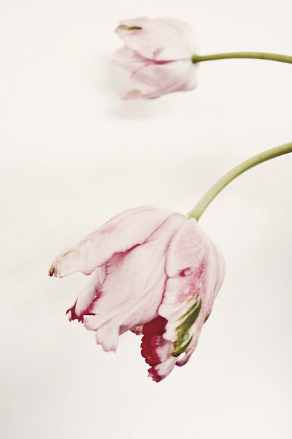 RUFFLED TULIP I by LoveMissB on Flickr.