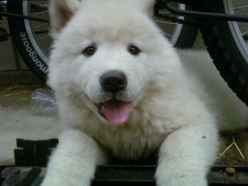 comeouttigerlilyk3:   My friend Matt’s pup. She’s too cute.I can’t wait till I have mine.<3   OMG I WANT A WHITE AKITA <333 probably never going to get one… not until i can buy one on my own, and have my own place… ): and that