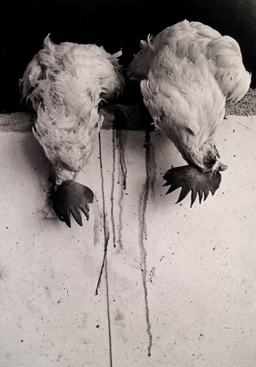 nuestrahermana:  Nuestra Hermana WOC Photography Series :  Gracelia Iturbide  Graciela