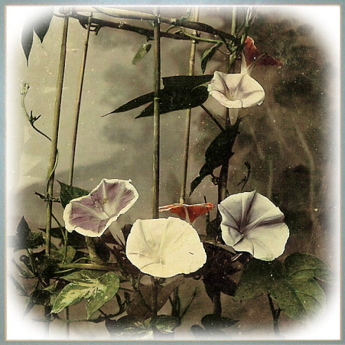 Flowers in the Studio From a Sample Set of Classic Meiji and Taisho-era Japan Stereoview and Lantern