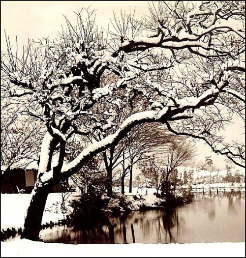 SNOW TREE - Winter in Yokohama From a Sample Set of Classic Meiji and Taisho-era Japan Stereoview an