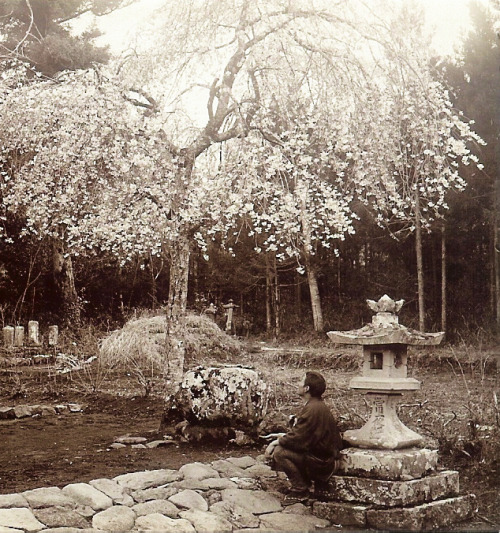 RUSTIC JAPAN – Springtime in the Old Park at Kurotani, Kyoto Half-stereoview crop from a Sampl