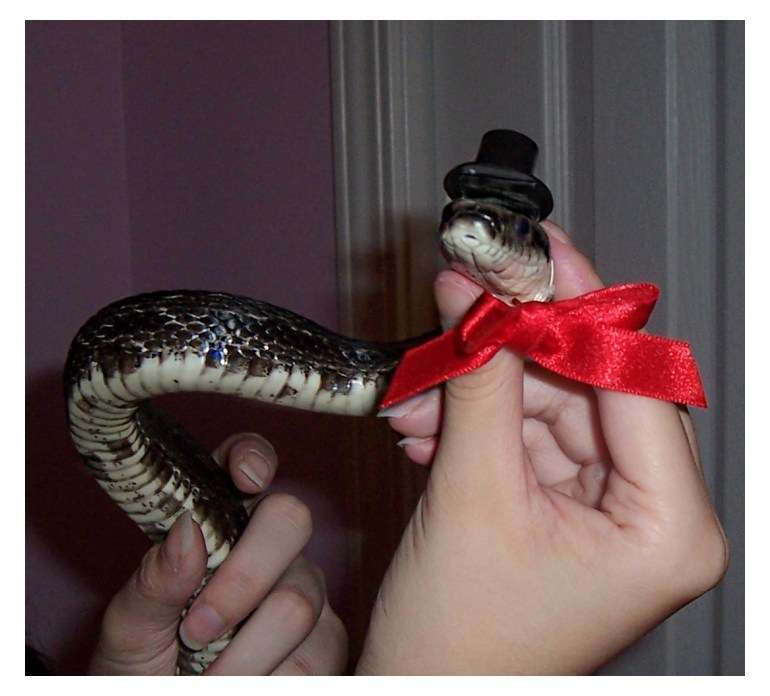 mindreadingmetalbender:  swooningsenorita:  tikit:  nikkernoodle:  double-oh-seven: