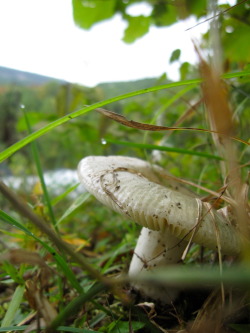  Mushroom on Duck Pond photo by Chris Woods