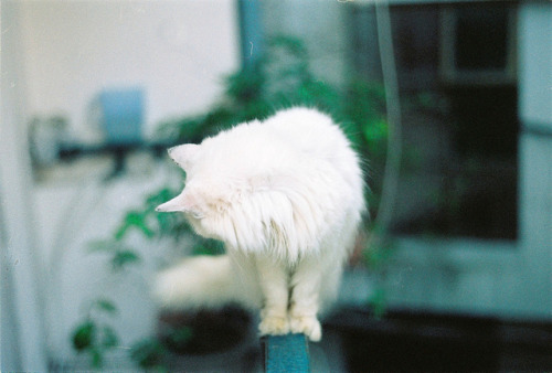 My cat by 35mm ♥ on Flickr.