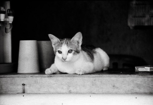 Cute Cat :3 by firdaus usman on Flickr.